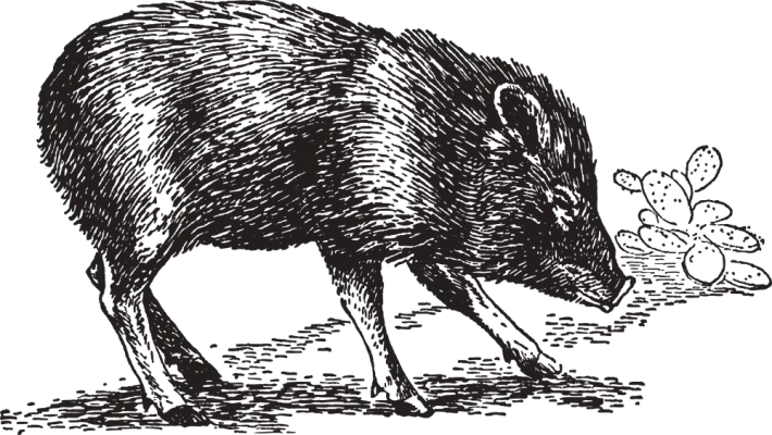 Javelina illustration