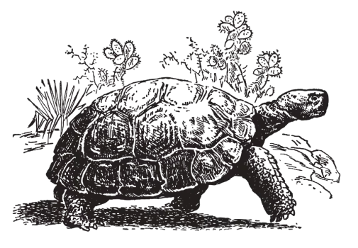 Tortoise illustration