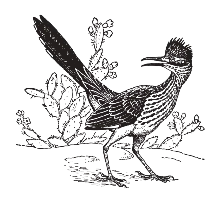 Roadrunner illustration
